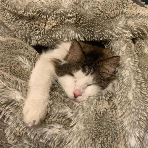 fluffy tabby and white blind rescue cat