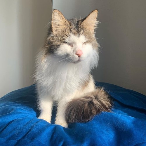 fluffy tabby and white blind rescue cat