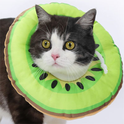 Fun And Functional E-collars, Soft Cones, And Elizabethan Collars Cats