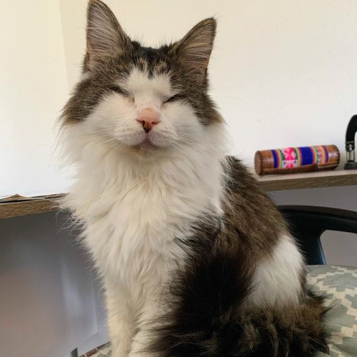 fluffy tabby and white blind rescue cat