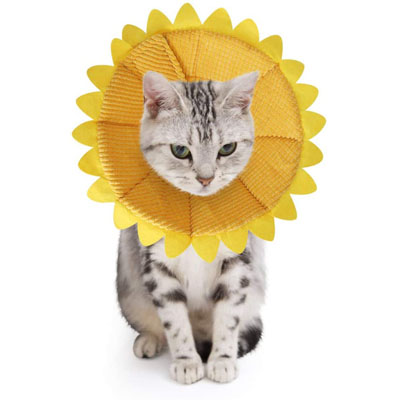 Fun And Functional E-collars, Soft Cones, And Elizabethan Collars Cats