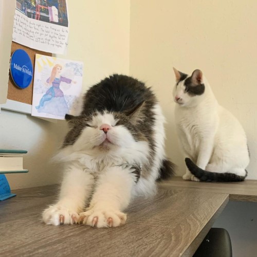 fluffy tabby and white blind rescue cat