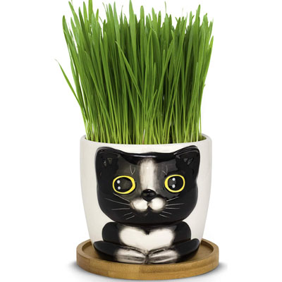 tuxedo cat planter