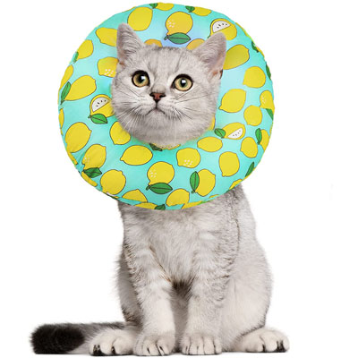 Fun And Functional E-collars, Soft Cones, And Elizabethan Collars Cats
