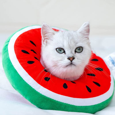 Fun And Functional E-collars, Soft Cones, And Elizabethan Collars Cats