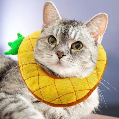 Fun And Functional E-collars, Soft Cones, And Elizabethan Collars Cats