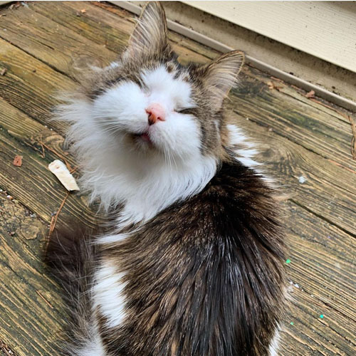 fluffy tabby and white blind rescue cat