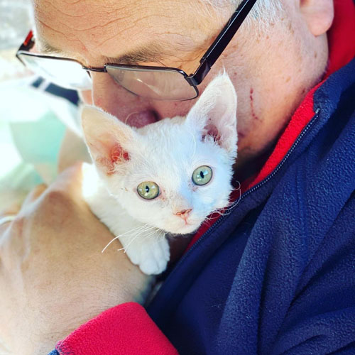 white minskin cat with spina bifida