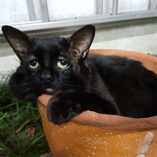 black rescue cat with ehlers danlos syndrome