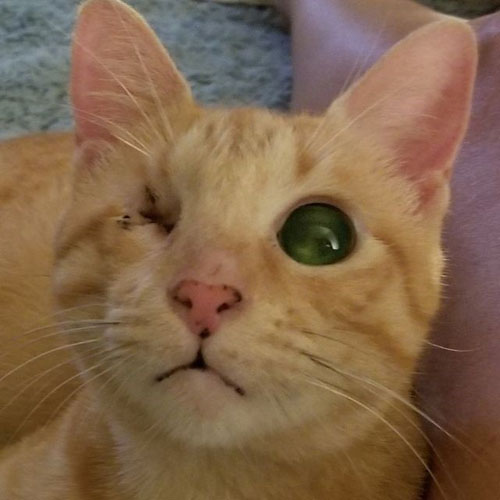blind one eyed ginger rescue cat