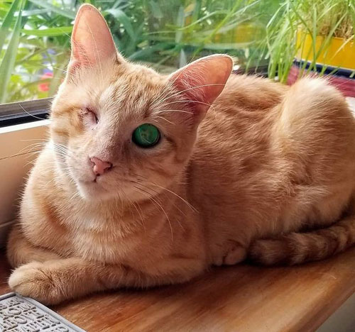 blind one eyed ginger rescue cat