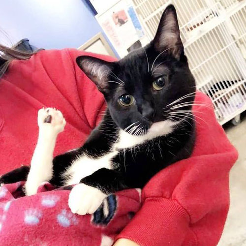 tuxedo cat with arthrogryposis