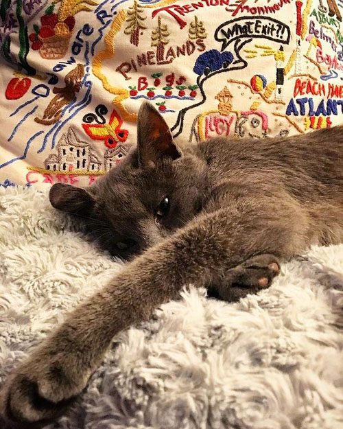 grey rescue cat with hind paralysis and incontinence