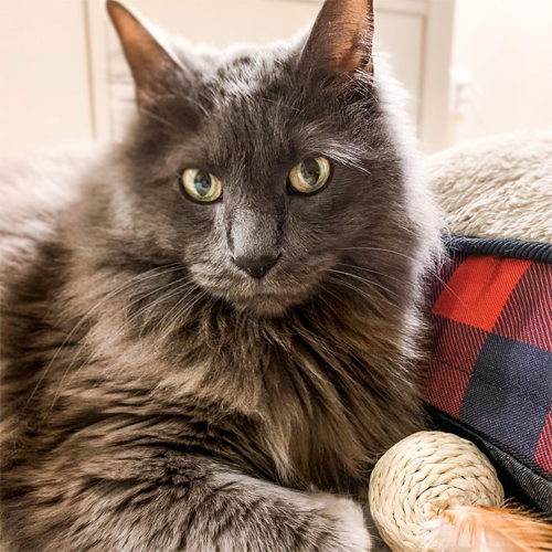 fluffy grey rescue cat with cerebellar hypoplasia