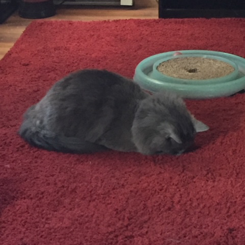 fluffy grey rescue cat with cerebellar hypoplasia