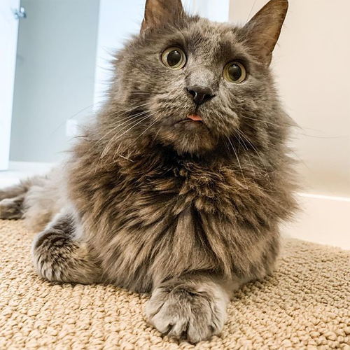 fluffy grey rescue cat with cerebellar hypoplasia