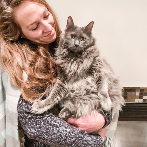 fluffy grey rescue cat with cerebellar hypoplasia