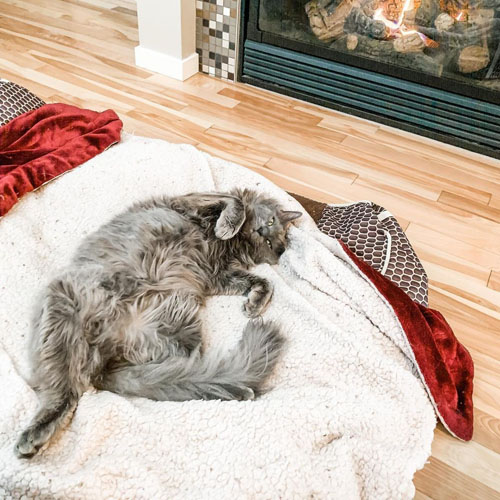 fluffy grey rescue cat with cerebellar hypoplasia