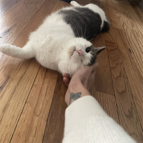 three legged rescue cat