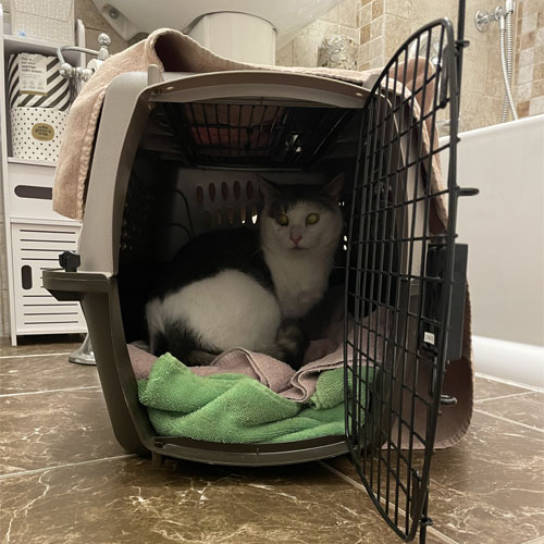 three legged rescue cat