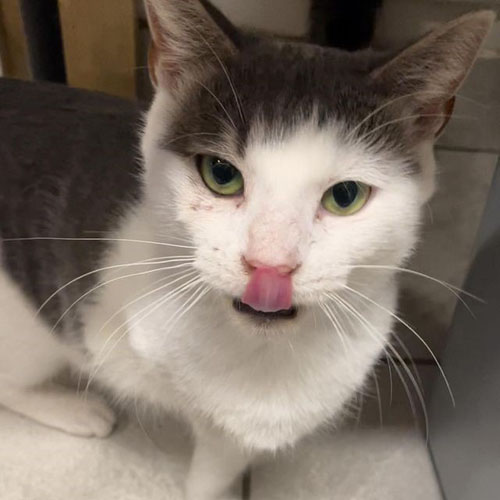 three legged rescue cat