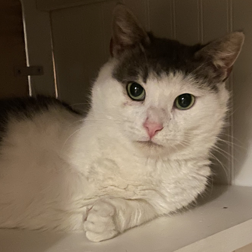 three legged rescue cat
