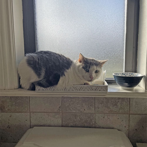 three legged rescue cat