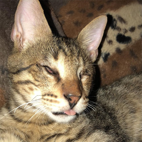 Meet The Handsome Cat Who Lost His Vision On The Streets Of Cyprus But ...