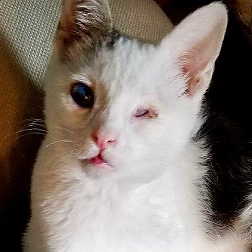 blind rescue cat