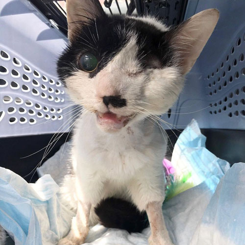 one eyed black and white survivor cat