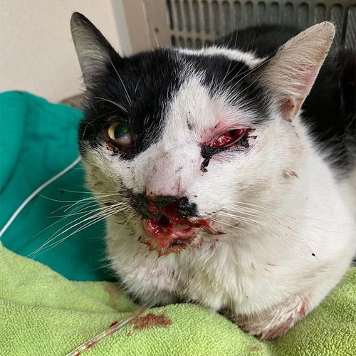 one eyed black and white survivor cat