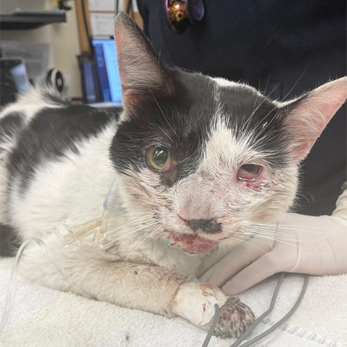 one eyed black and white survivor cat