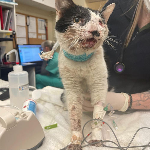 one eyed black and white survivor cat