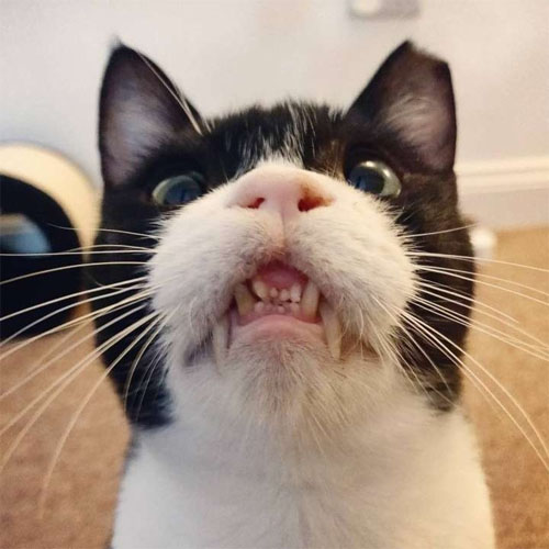 black and white survivor former street cat