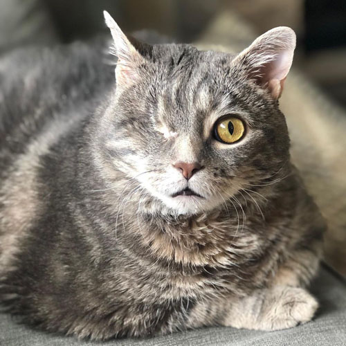 one eyed rescue tabby cat