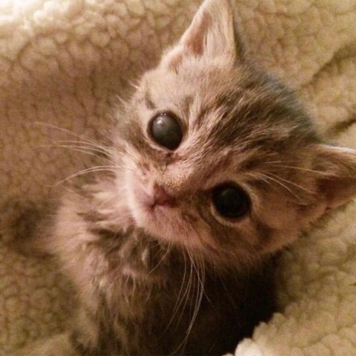 one eyed rescue tabby cat