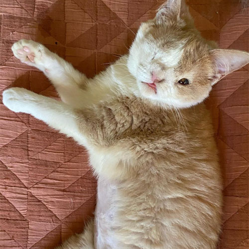 orange and white one eyed rescue cat