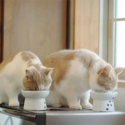 Necoichi Raised Cat Water Bowl : Target