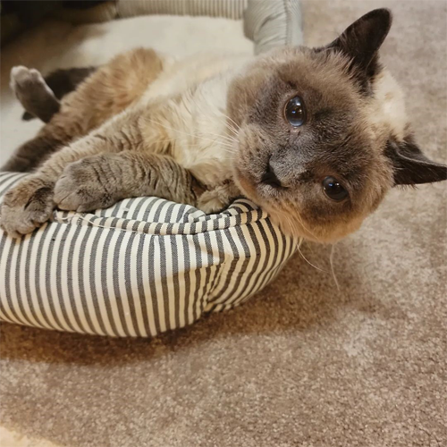 siamese rescue cat with mucopolysaccharidosis MPS 6