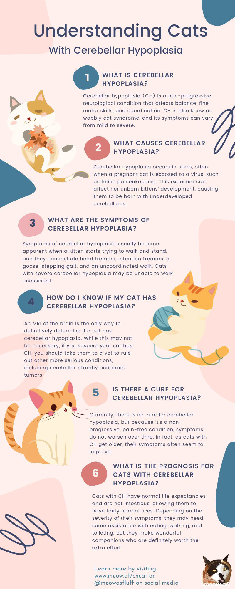 What Is Feline Cerebellar Hypoplasia, AKA Wobbly Cat Syndrome? – Meow ...