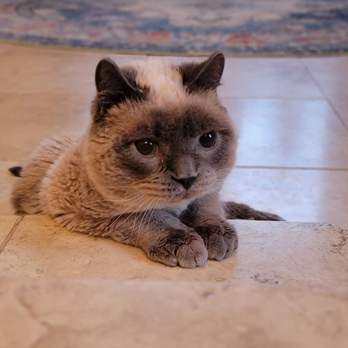 Meet The Adorable Cat With MPS VI Whose Sister Refused To Leave Him ...