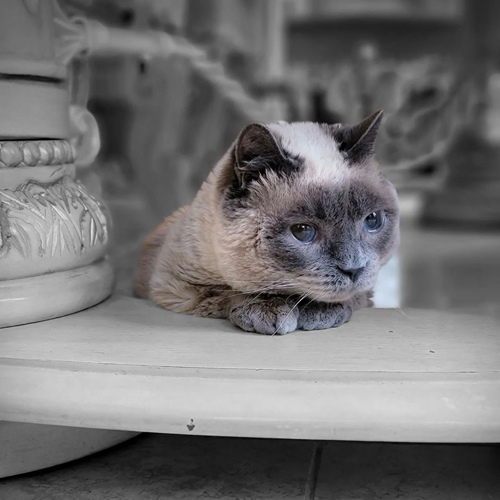 siamese rescue cat with mucopolysaccharidosis MPS 6
