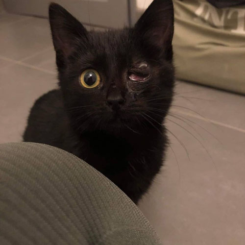 black one eyed rescue cat