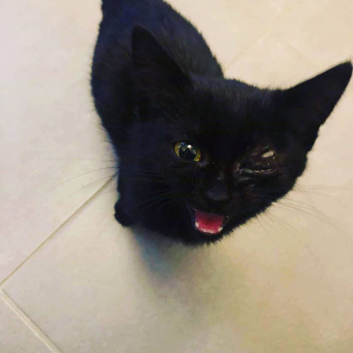 black one eyed rescue cat