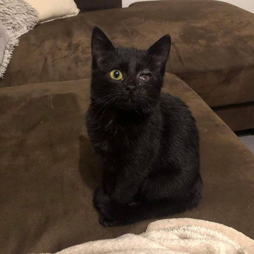 black one eyed rescue cat