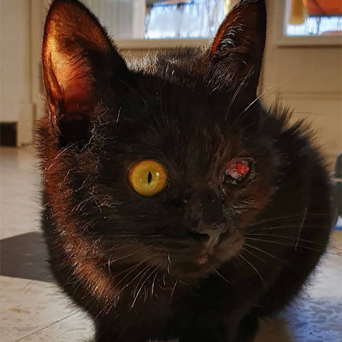 black one eyed rescue cat