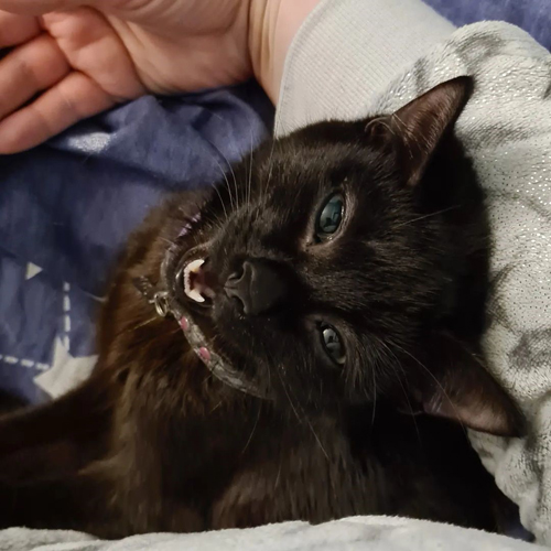 black wobbly rescue cat with cerebellar hypoplasia