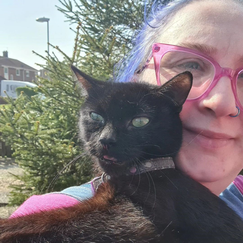 black wobbly rescue cat with cerebellar hypoplasia