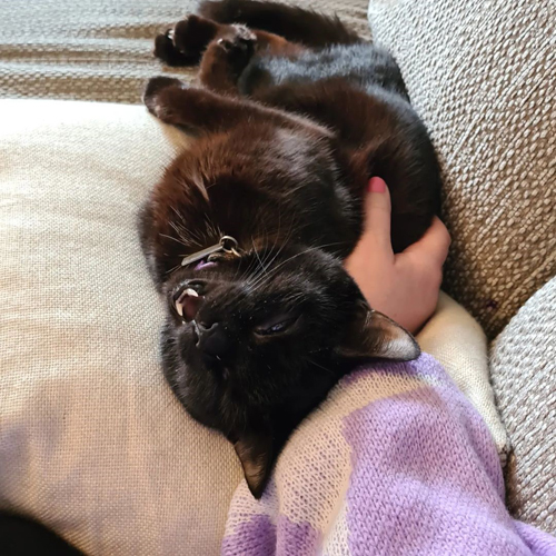 black wobbly rescue cat with cerebellar hypoplasia