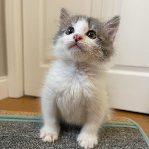 Meet Rosie, The Gorgeous Kitten With Manx Syndrome Who Is Searching For ...